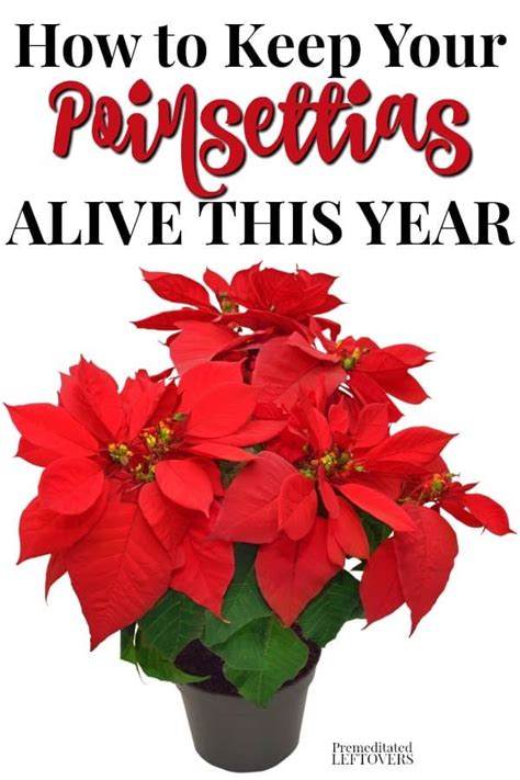 This is how to keep your poinsettia plant alive this year. Use these gardening tips to care for ...