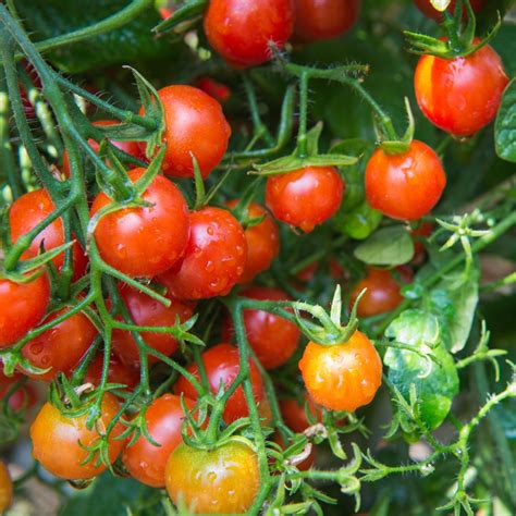 How To Use A Big Harvest Of Cherry Tomatoes