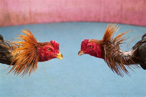 7 Best Fighting Chicken Breeds (With Pictures)