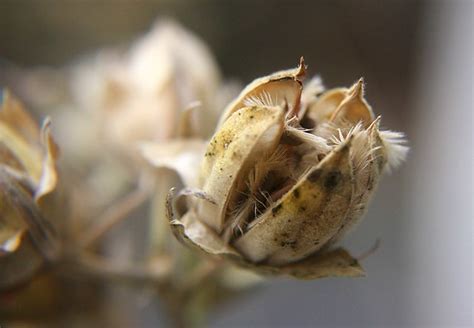 hibiscus seed pods s | Flickr - Photo Sharing!