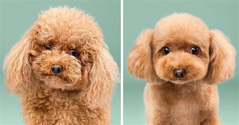 Dogs Before And After Their Haircuts (16 Pics) | Bored Panda