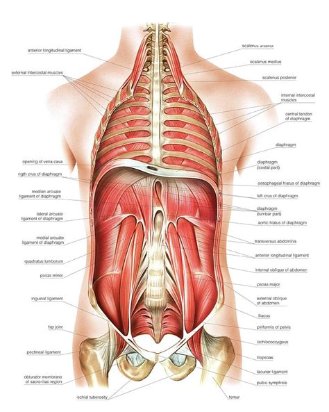 Muscles Of Trunk And Abdomen Photograph by Asklepios Medical Atlas