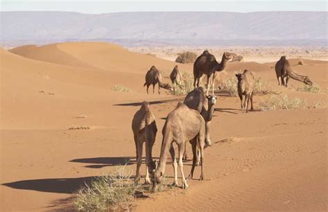 Sahara Desert Camel And Their Amazing Life