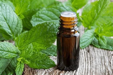 How To Make Peppermint Oil Spray? - Flora Crossing