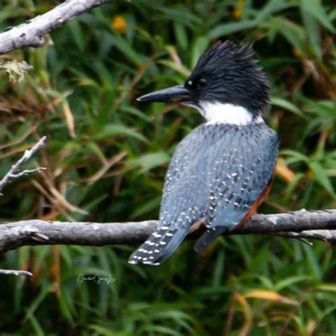 Martín pescador – AVES EN CHILE