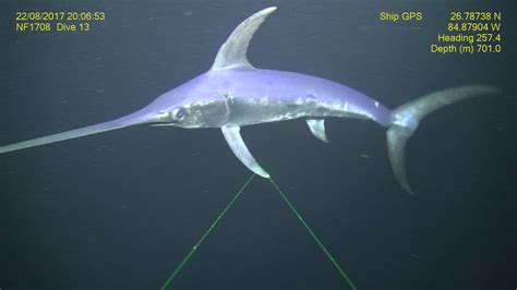 Sea Wonder: Swordfish | National Marine Sanctuary Foundation