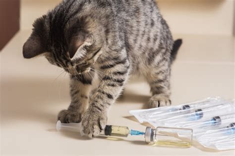 Premium Photo | A well-groomed cat plays with medical elements for vaccination. infusion of cats ...