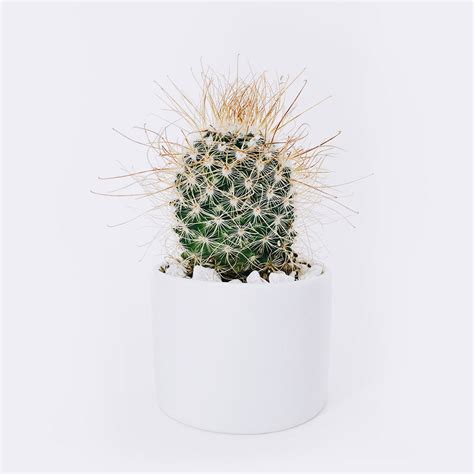 Ball Cactus – TheSecretOfPlants