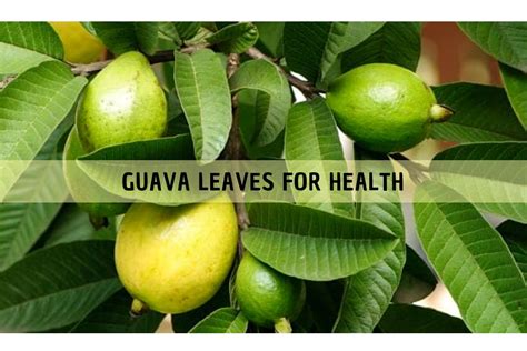 Benefits Of Guava Leaves For Hair And Overall Health