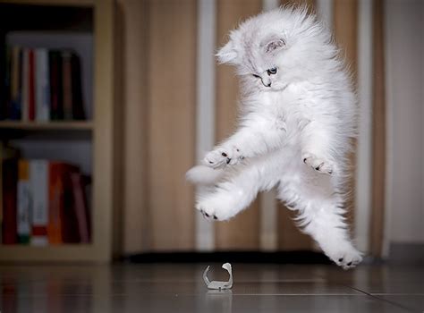 52 magnifiques photos de chats qui sautent - 2Tout2Rien | Photo chat ...