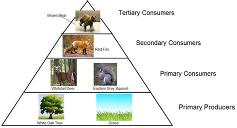 Consumers - Temperate Broadleaf Forest