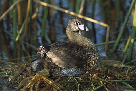 Pied-billed Grebe Nesting Texas Photograph by Tom Vezo