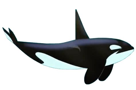 Wild Kratts Orca #8 by DipperBronyPines98 on DeviantArt