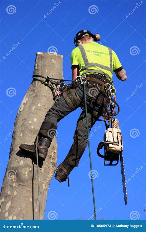 A tree surgeon editorial stock photo. Image of chainsaw - 18565973