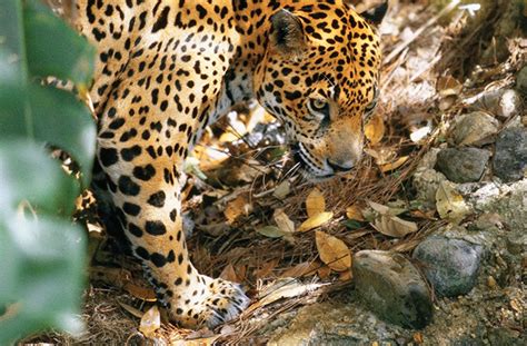 The World’s First Jaguar Reserve is in Belize