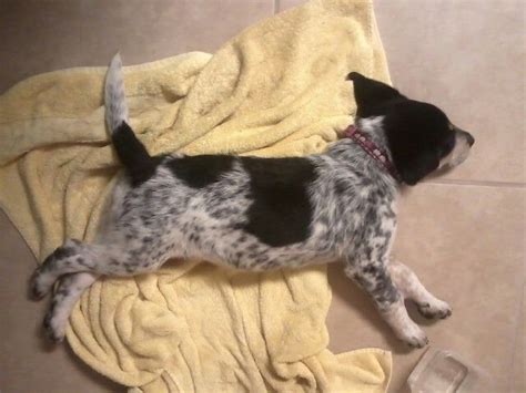 Blue Heeler/Lab mix puppy named Dottie! | Lab mix puppies, Puppies, Heeler