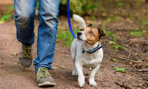 Health Benefits of Walks with Your Dog - HelpGuide.org