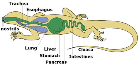 Breathing in other animals: Explanation and Sample Questions