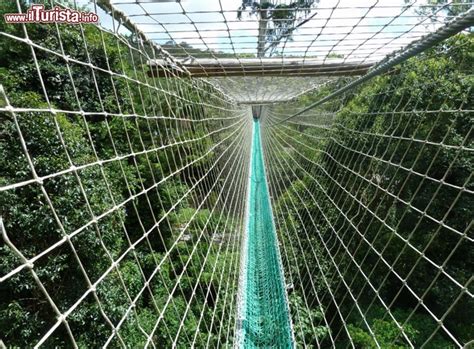 Mt Tamborine Rainforest Skywalk - E' un percorso lungo 300 m ...