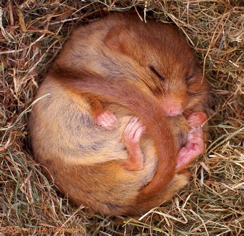 Dormouse hibernating photo WP06071