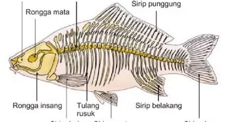 Anatomi Ikan Mas - PENYULUH