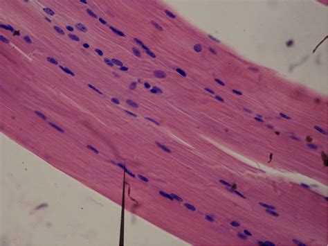 Smooth Muscle Tissue - Structure - Function - TeachMePhysiology