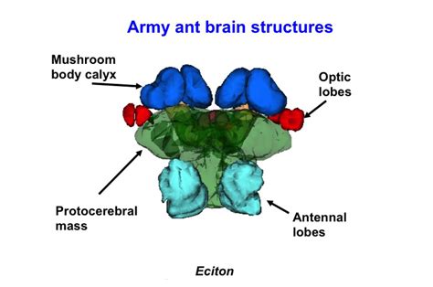 Seeing the Light: Army Ants Evolve to Regain Sight and More in Return to Surface’s Complex ...