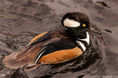 Male Hooded Merganser | Hoods, Small ponds, Photography