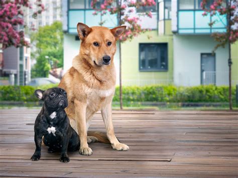 Why Is Training a Small Dog Different from Training a Large Dog ...