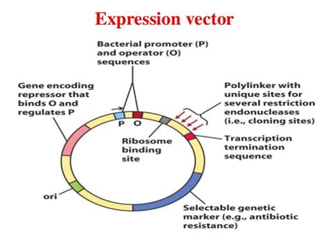 Expression vectors