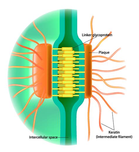 Membranes, Cytoskeleton & ECM