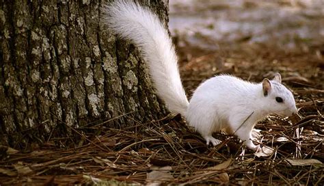 White Squirrels