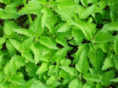 Famous Herbalists Teach How and Why to Use Nettles - A Magical Life