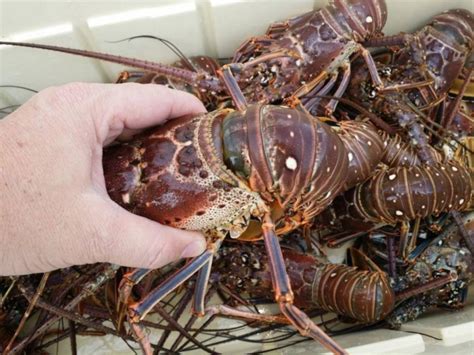 Spiny lobster research panel planned in Florida Keys – Key Biscayne Citizen Scientist's Project