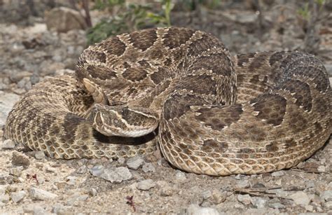 Prairie Rattlesnake (Crotalus viridis) - Reptiles and Amphibians of Iowa