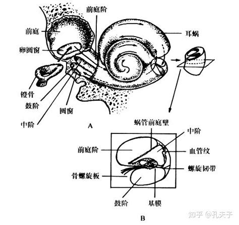 耳蜗的结构与功能 - 知乎