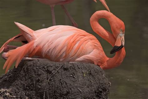 Flamingo on mud nest stock photo. Image of nesting, nature - 15687532