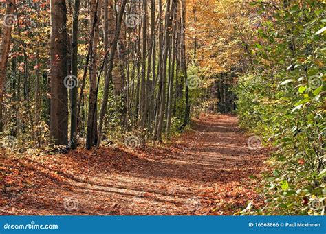 Forest pathway in autumn stock photo. Image of path, natural - 16568866