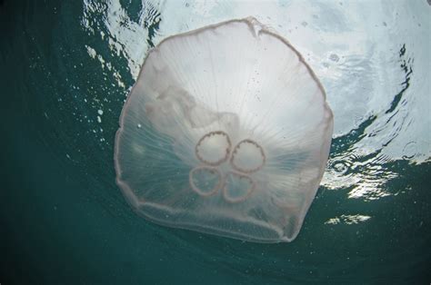 Jelly Alert! What to do if you get stung by a Moon Jellyfish