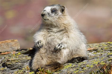 Hoary Marmot - Stock Image - C014/3443 - Science Photo Library