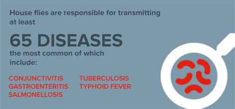 House Fly Diseases, Types, Spread and Prevention