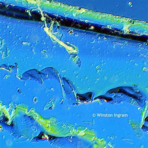 Microscopy Wood | Microbus Microscope Educational Website