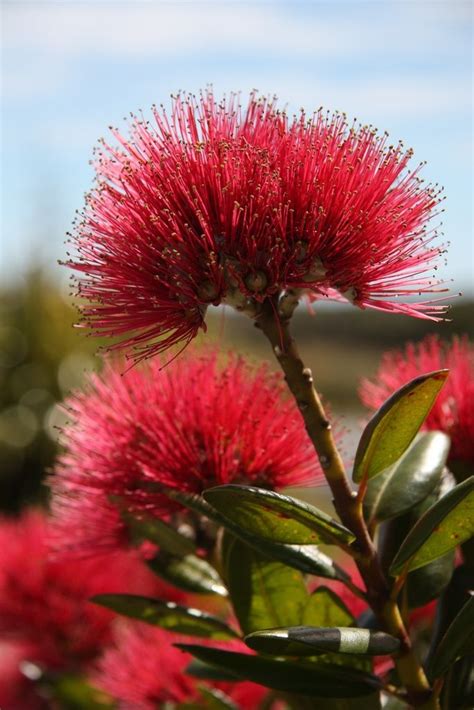 Pohutakawa, New Zealand El pohutukawa (Metrosideros excelsa) es un árbol perennifolio de la ...