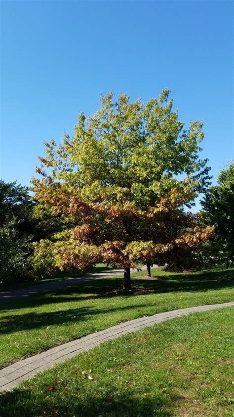 25 Most Common Trees in Tennessee - ProGardenTips