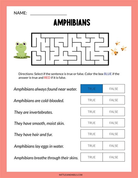 Amphibians Worksheets for Kids | Free Printables - Adanna Dill