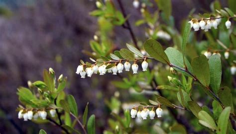 What Are Some Flowers Found in the Taiga? | Sciencing