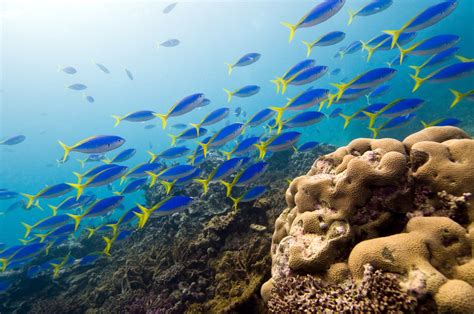 21 amazing shot of Rainbow Reef in Fiji