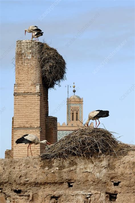 White storks nesting - Stock Image - C006/9937 - Science Photo Library