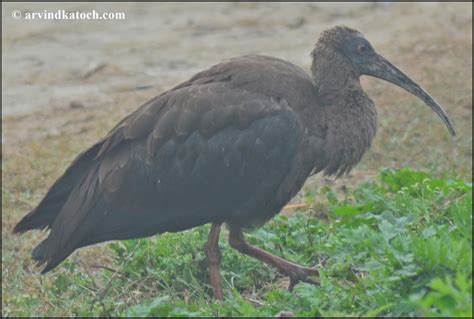 Indian Black Ibis (Pseudibis papillosa) Pictures and Detail