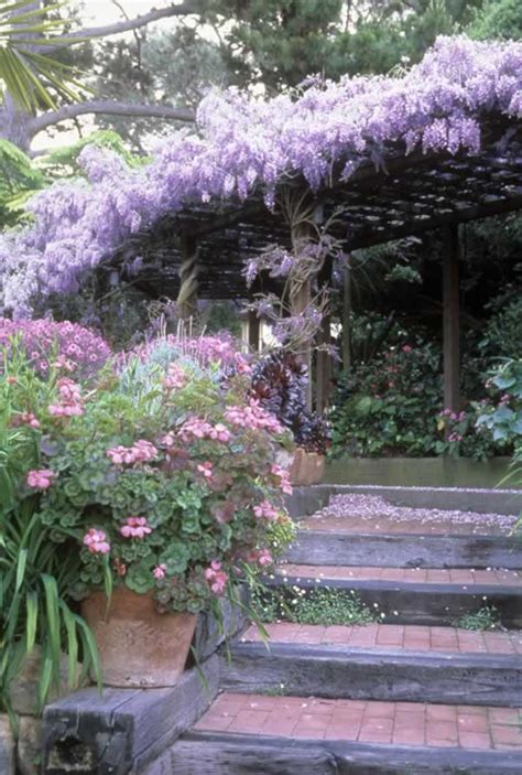 Blue Chinese Wisteria Tree | Pat Welsh Organic and Southern California ...